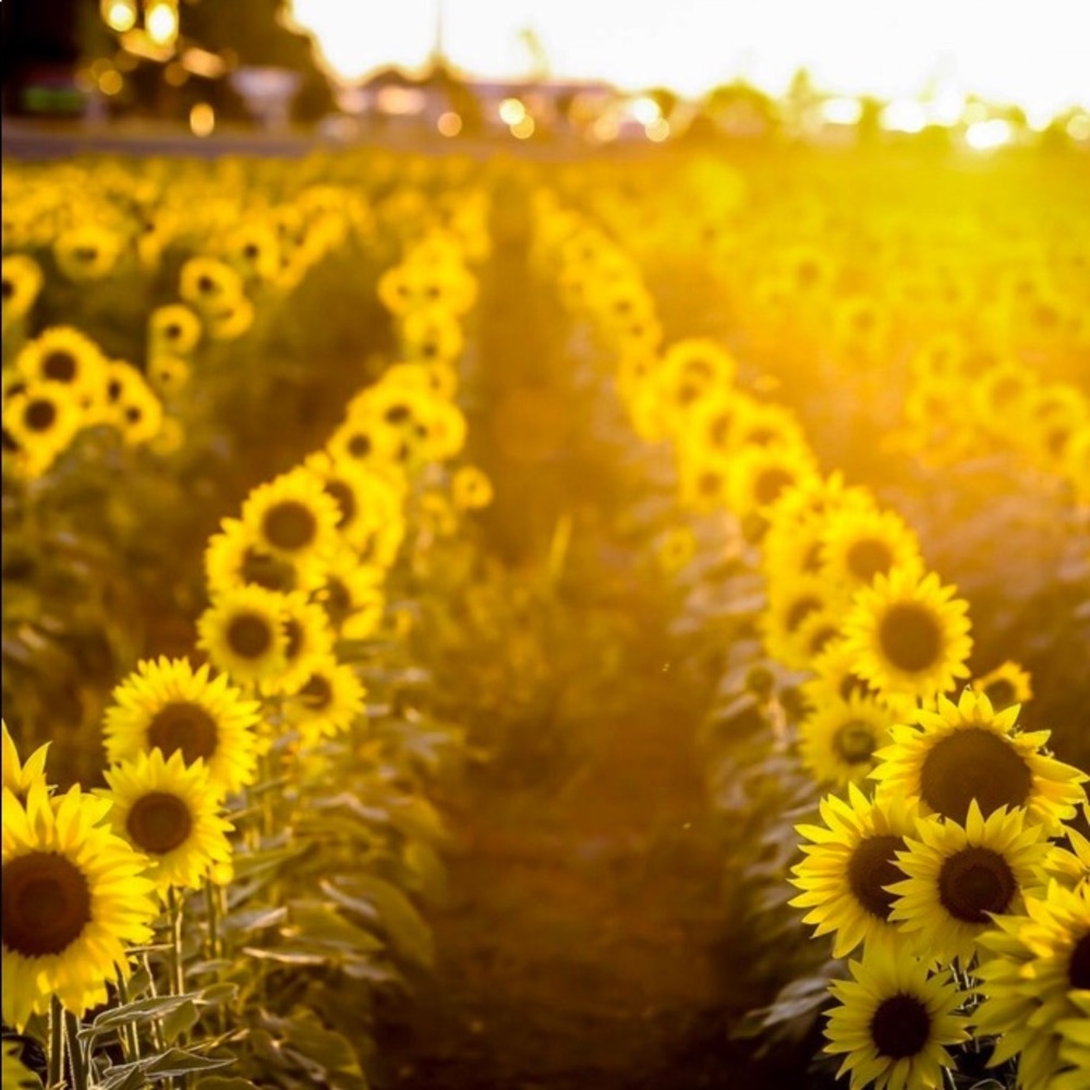 Meet your Posher, Mikah